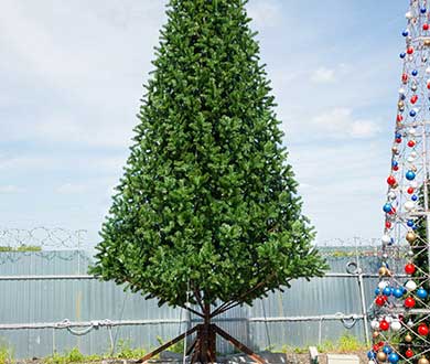 Ствольные ёлки в Горно-Алтайске