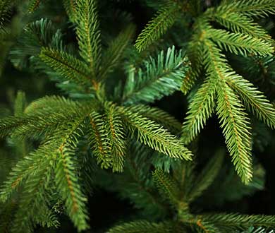 Искусственные ёлки премиум в Горно-Алтайске